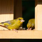 Mit Partnerin am Futterhaus