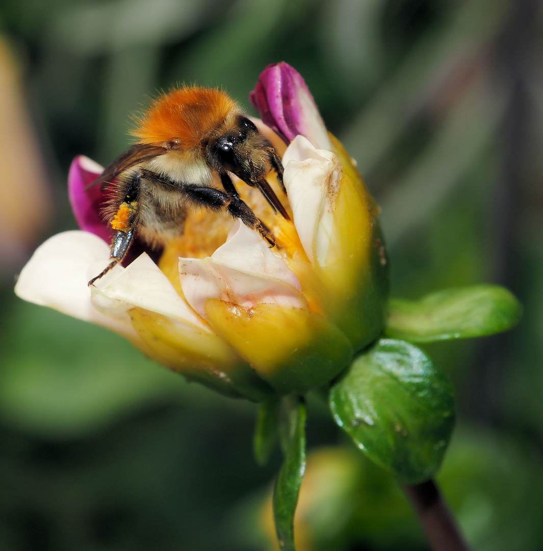 Mit Pelz auch im Sommer