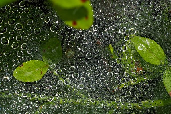 Mit Perlen geschmücktes Spinnennetz. - La toile d'araignée décorée avec des perles! 
