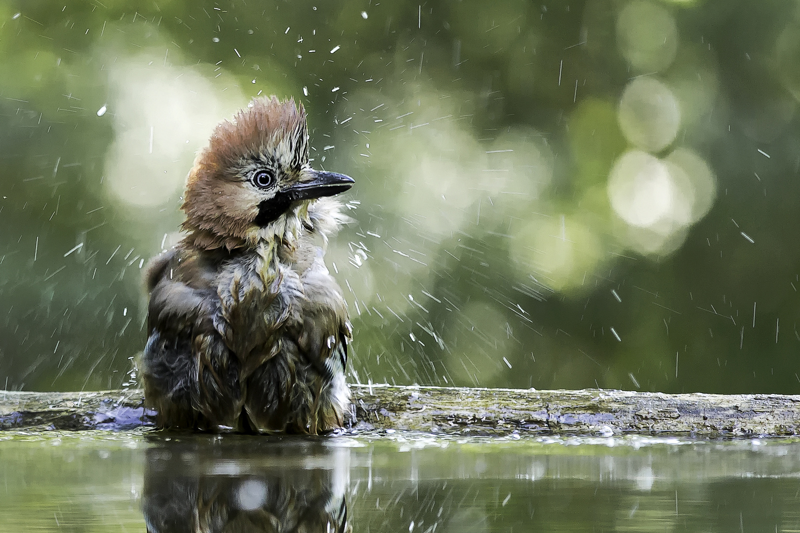 mit Perwoll gewaschen... Foto & Bild wald, wasser, bäume Bilder auf