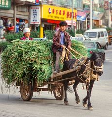 Mit Pferd und Wagen durch die Stadt