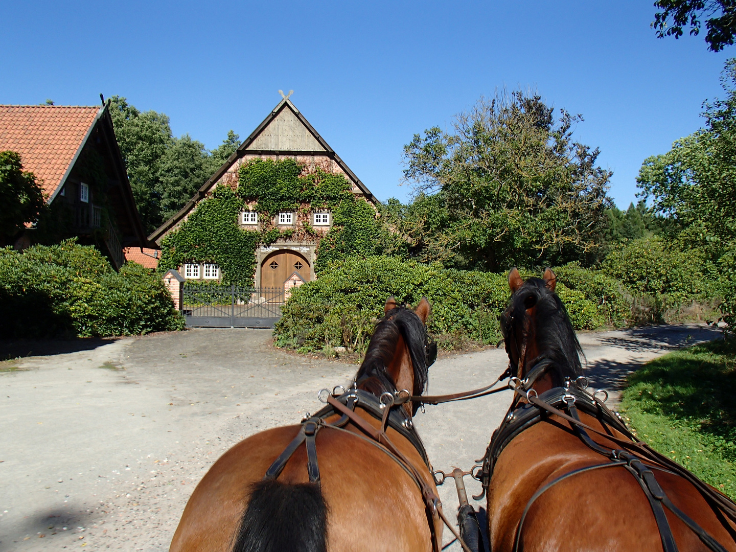 Mit Pferd und wagen unterwegs