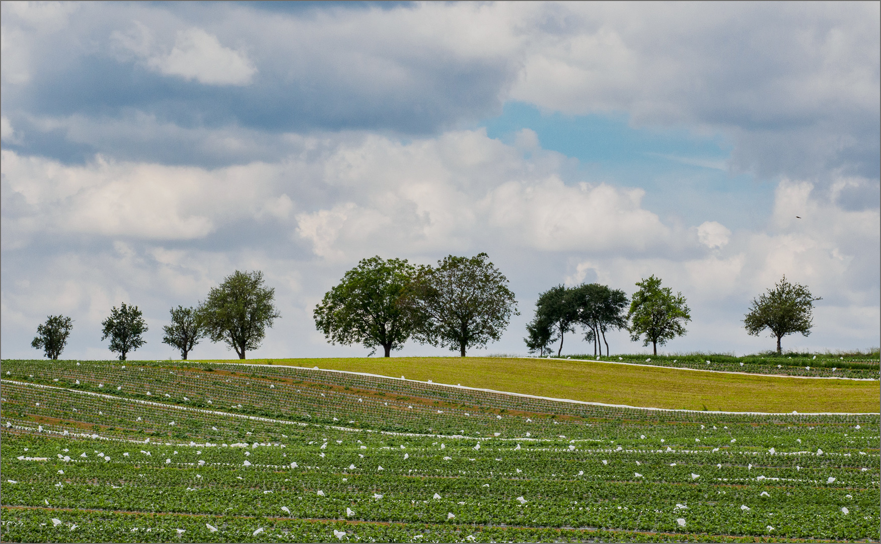 Mit Plastik garniert