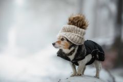 ... mit Pöbel-Pebby ...