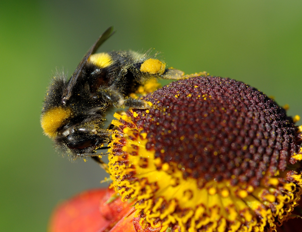 Mit Pollen