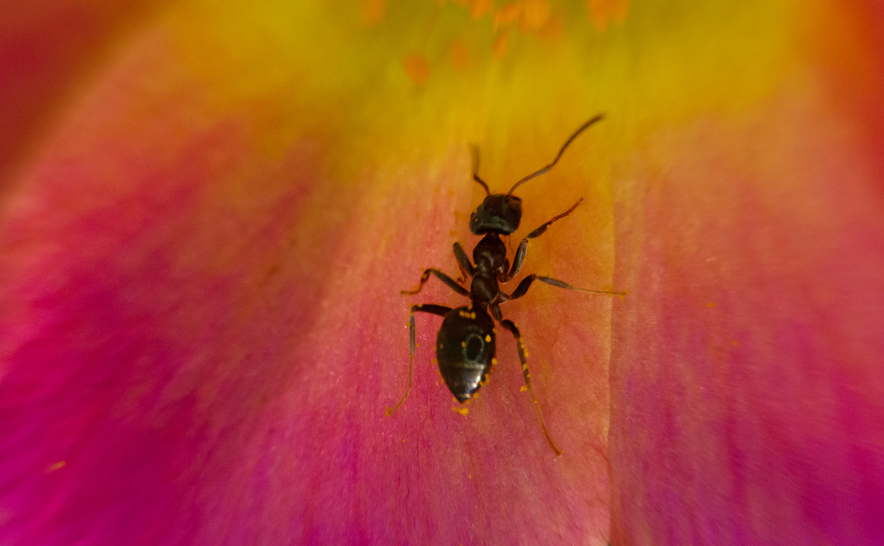 ...mit Pollen befleckt