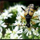 Mit Pollen bepackt...