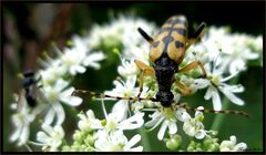 Mit Pollen bepackt...