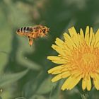 mit Pollen besta?ubte fliegende Biene