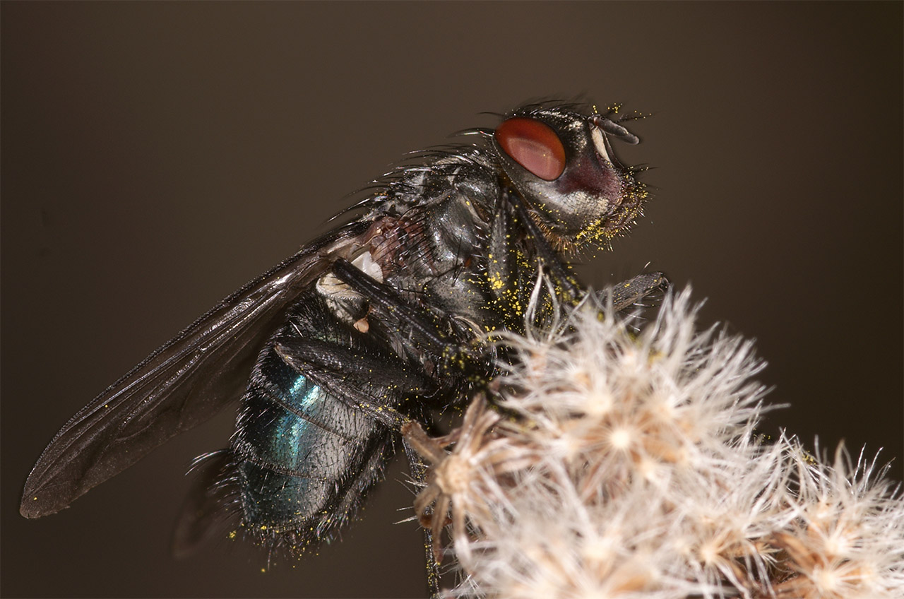 Mit Pollen eingepudert