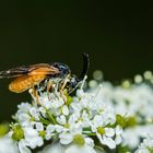 Mit Pollen geschmückt