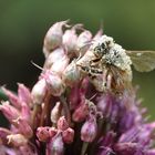 Mit Pollen überzogen