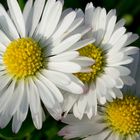 Mit Pollen volgepackt in den Frühling