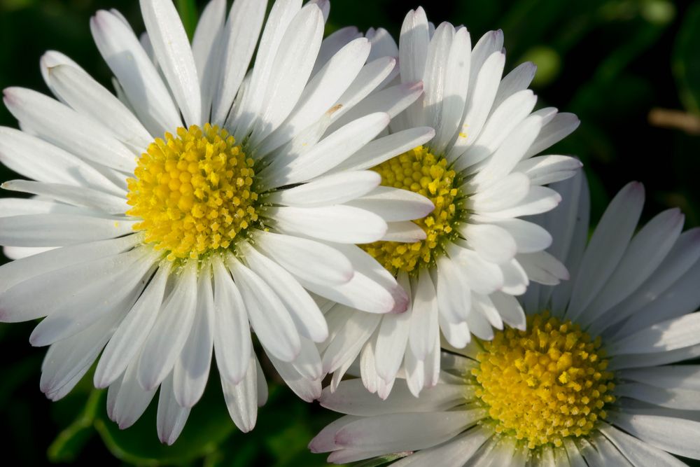 Mit Pollen volgepackt in den Frühling