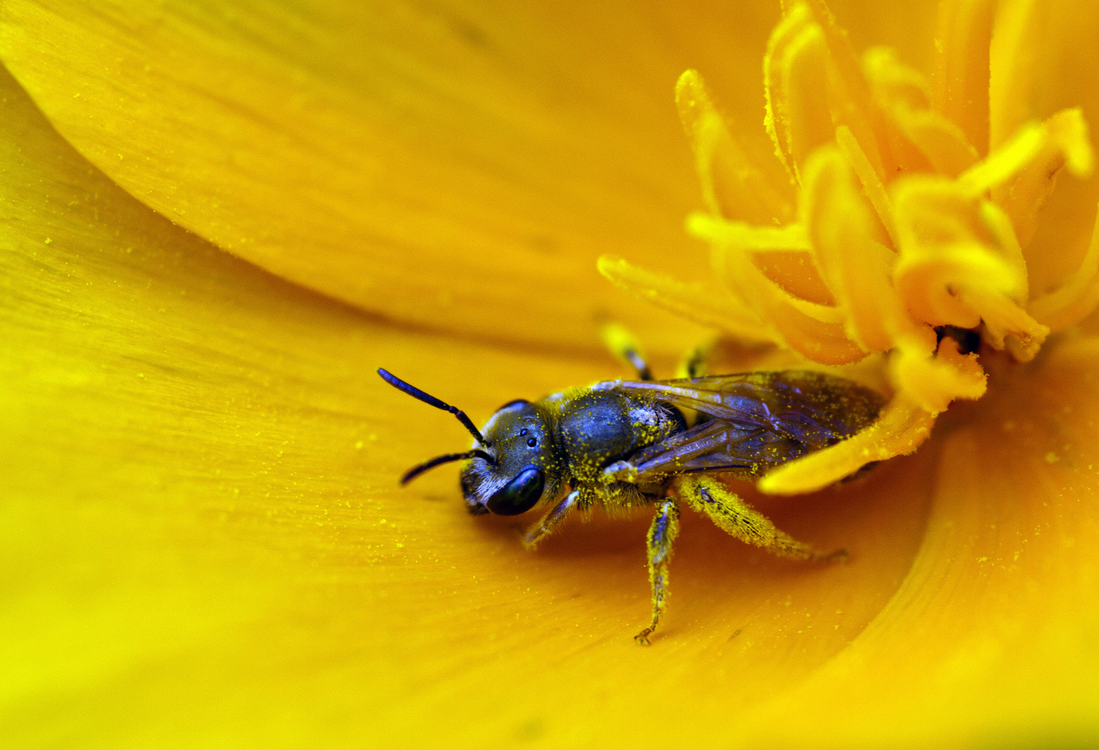 Mit Pollenstaub bedeckt