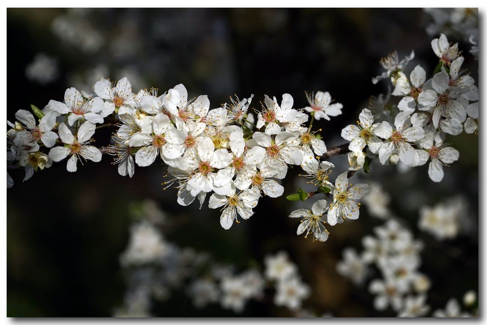 ...mit prächtiger Blüte im März...