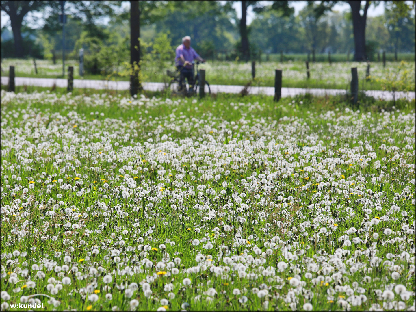 Mit Pusteblumen unterwegs