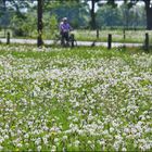 Mit Pusteblumen unterwegs