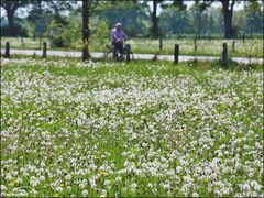 Mit Pusteblumen unterwegs