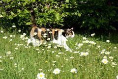 mit raschen Schritten durch die Margeriten