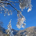 Mit Raureif und Schnee verschönt