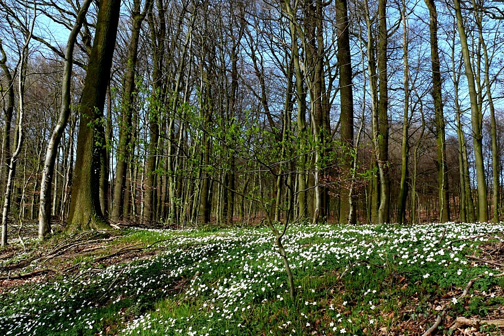 Mit Riesenschritten