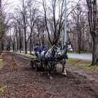 Mit Ross und Wagen in der Prater Hauptallee