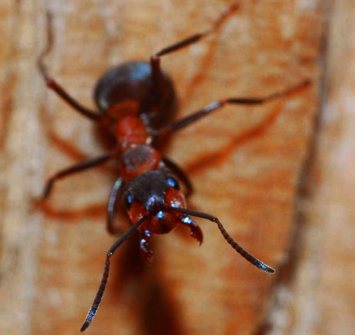 mit roter Waldameise Auge in Auge