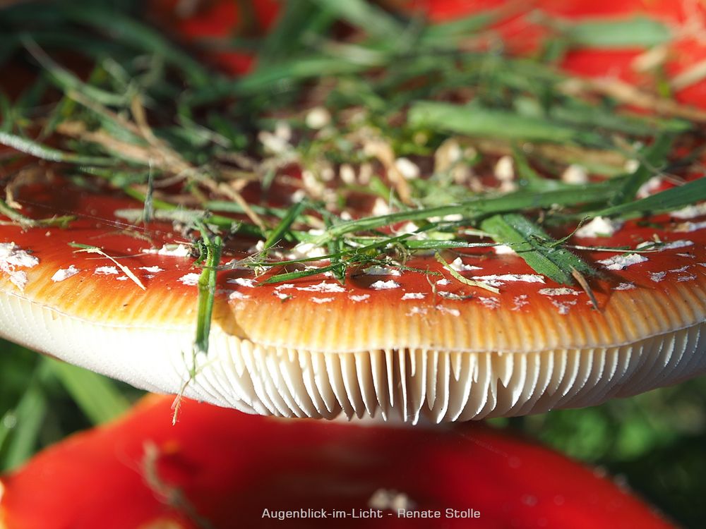 Mit Rucola und Parmesan...