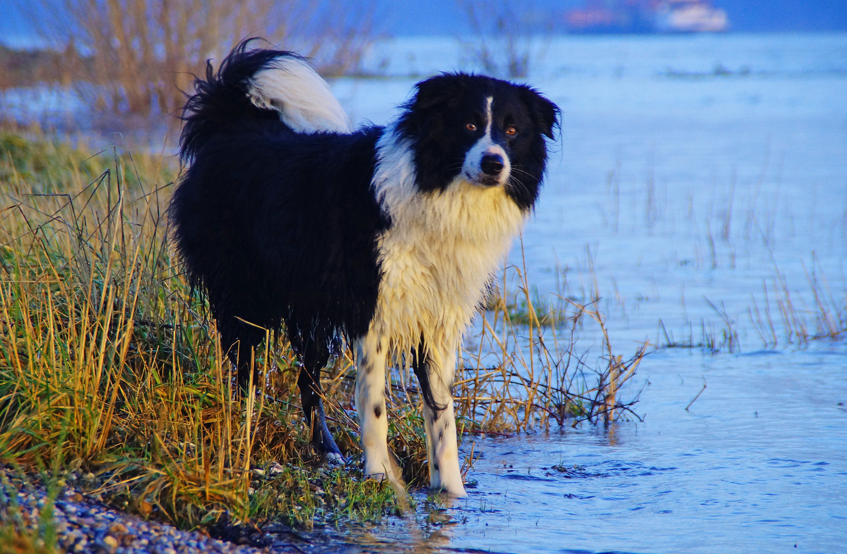 Mit Rudi am Rhein