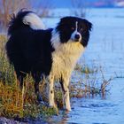 Mit Rudi am Rhein