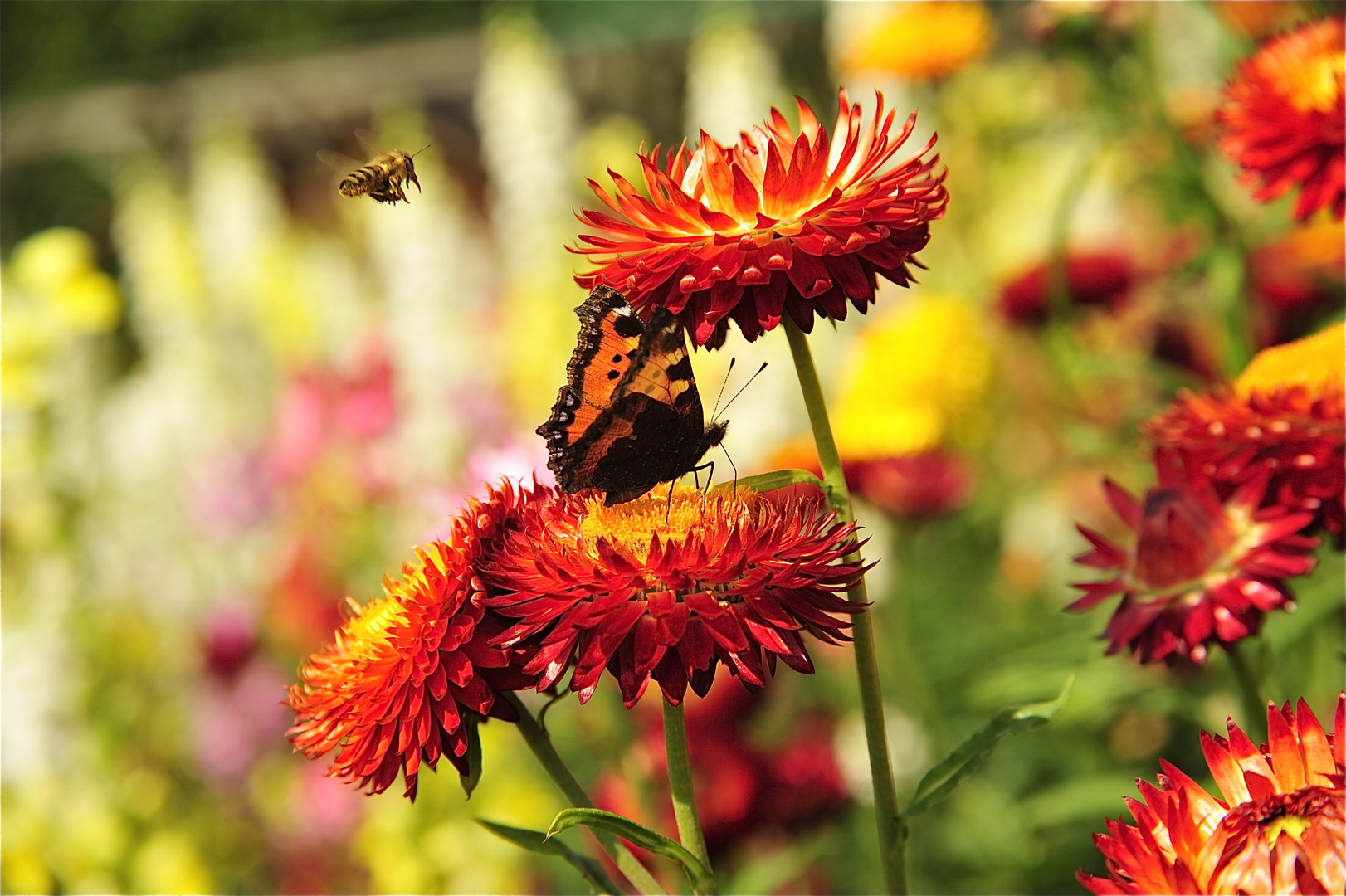 mit Scchmetterling und Biene