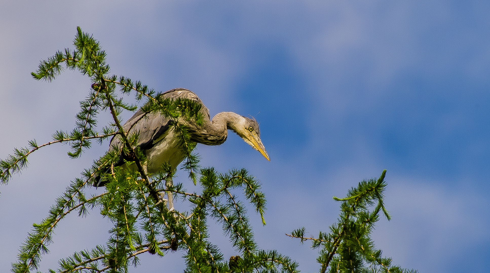 Mit scharfen Blick