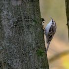 Mit scharfen Steigeisen und kleiner Beute