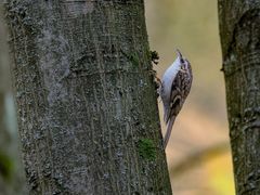 Mit scharfen Steigeisen und kleiner Beute