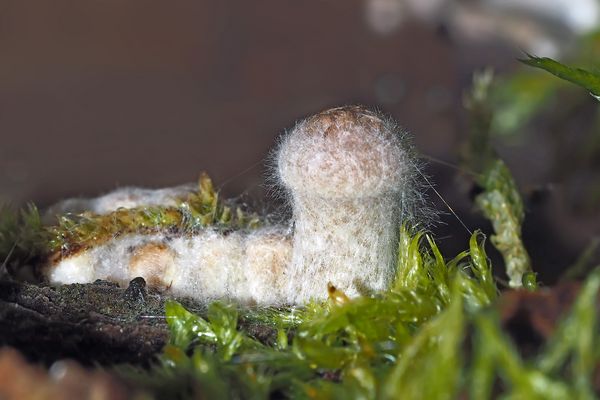 Mit Schimmelpilzen befallene Pilze, eingebettet im nassem Holz.