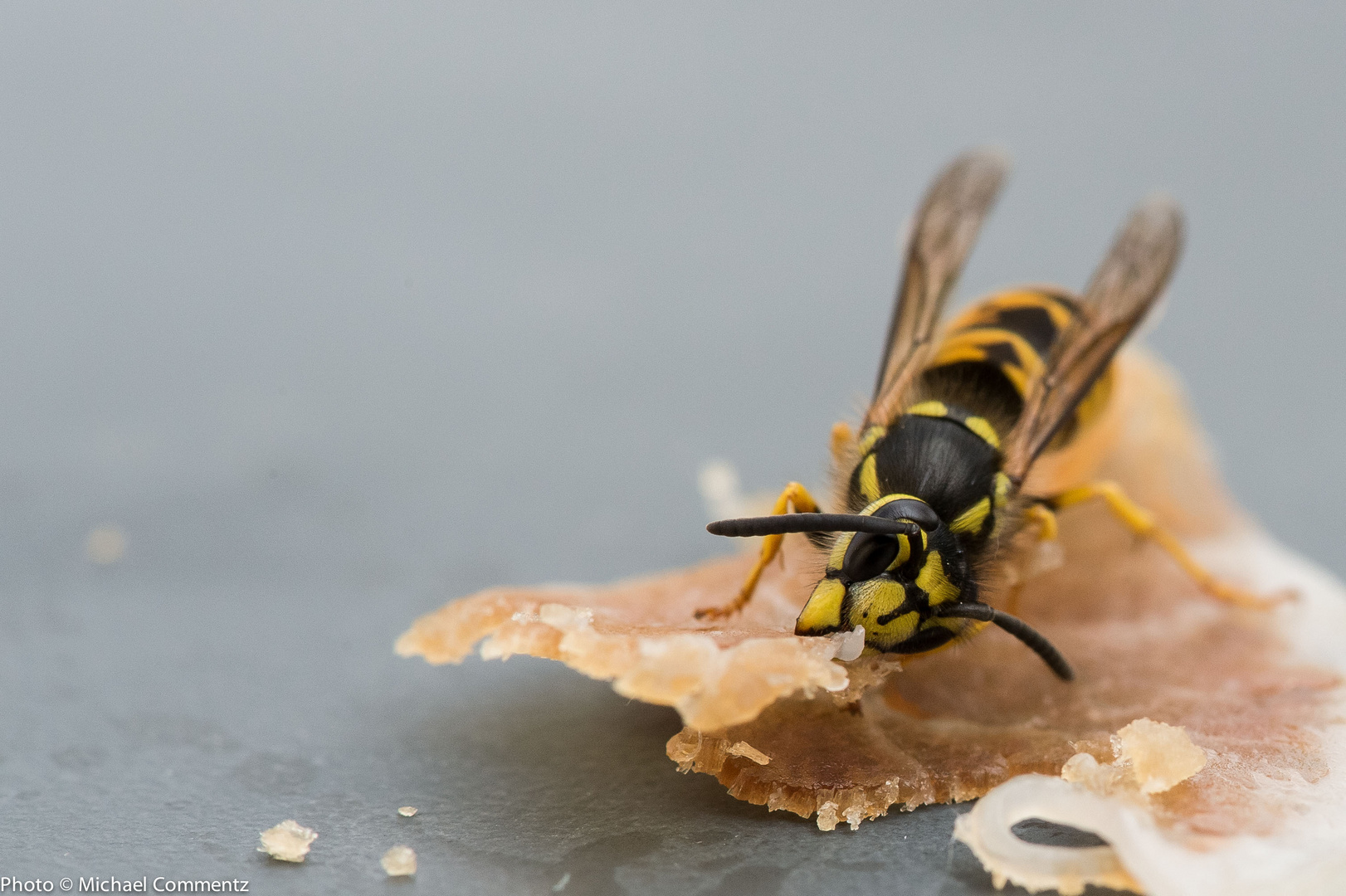 Mit Schinken lenkt man Wespen ab!