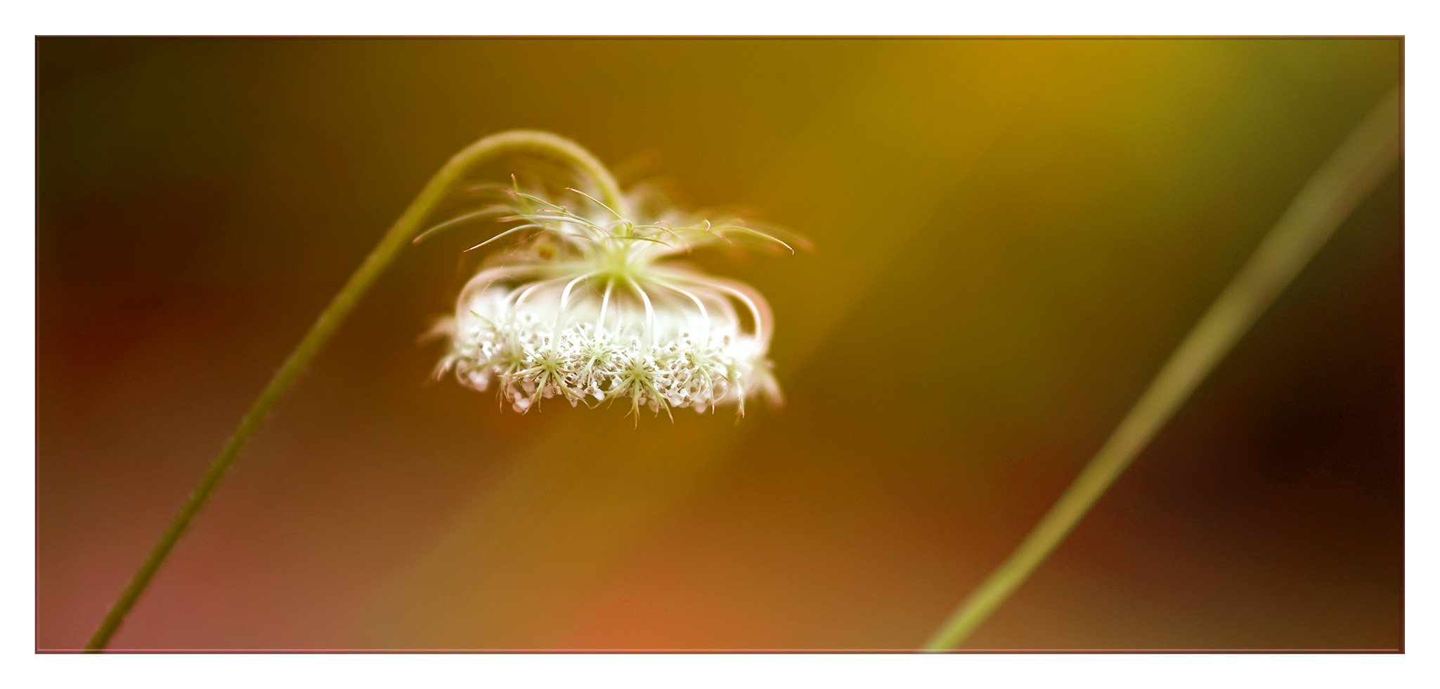 mit schirm charme und blüte ...