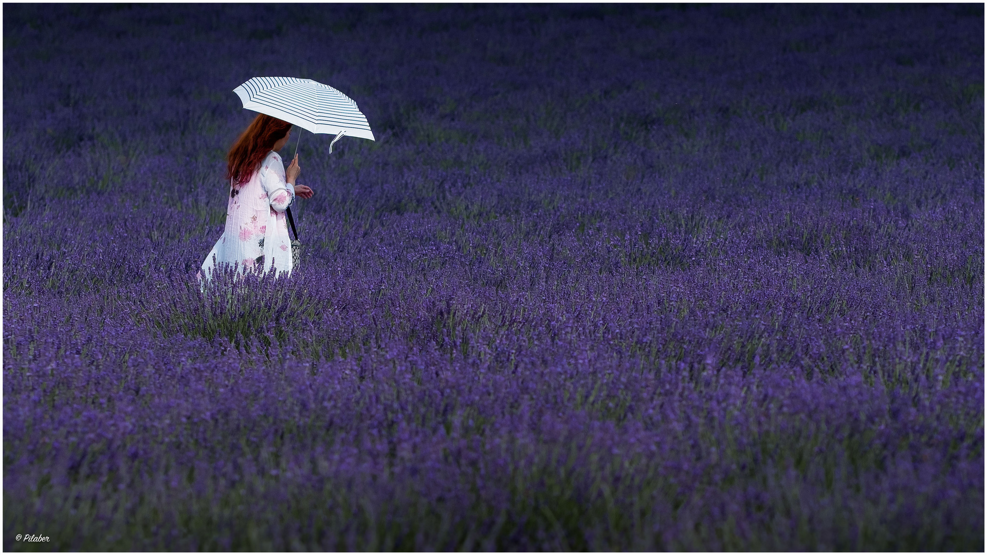 Mit Schirm, Charme.....und Lavendel