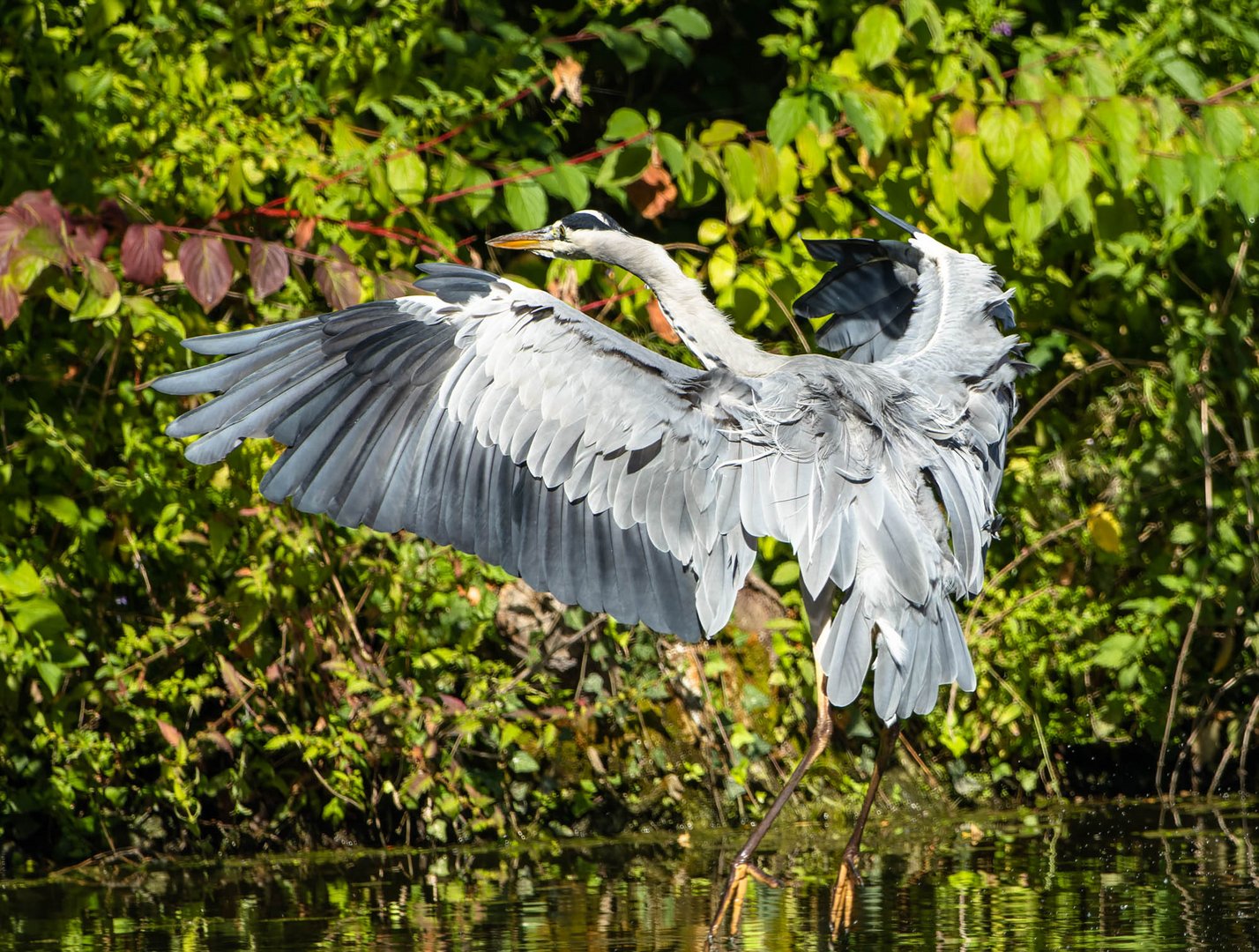 Mit Schmackes... Foto &amp; Bild | natur, tiere, wildlife Bilder auf ...