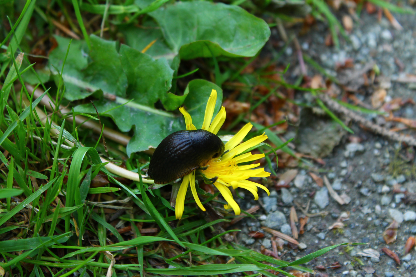 Mit Schnecke