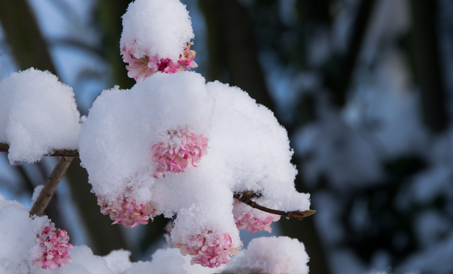 mit Schnee bedeckt