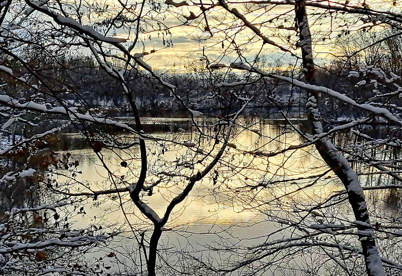 Mit Schnee bedeckte Äste