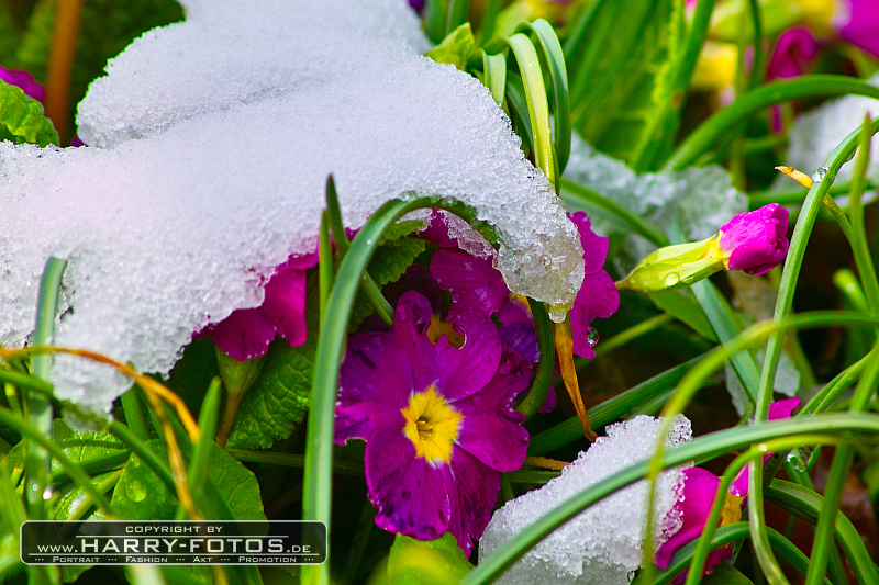 Mit Schnee bedeckte Blumen am Ostersonntag