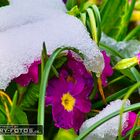 Mit Schnee bedeckte Blumen am Ostersonntag