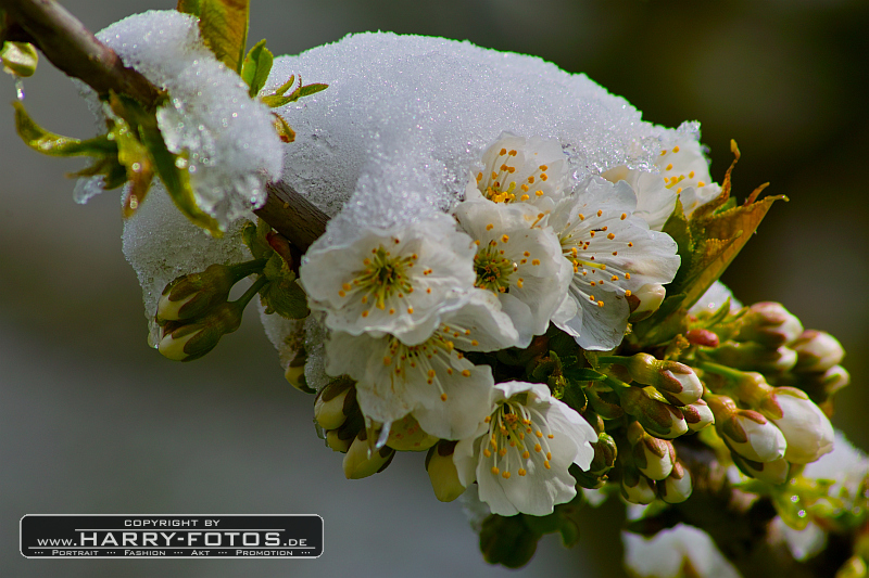 Mit Schnee bedeckte Kirschblüten am Ostersonntag