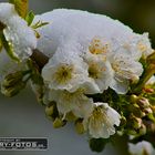 Mit Schnee bedeckte Kirschblüten am Ostersonntag