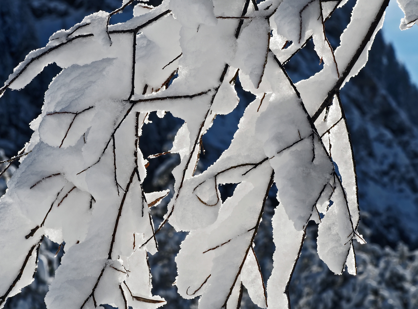 Mit Schnee geschmückt, von der Sonne berührt ... - Quand la neige manifeste son charme...