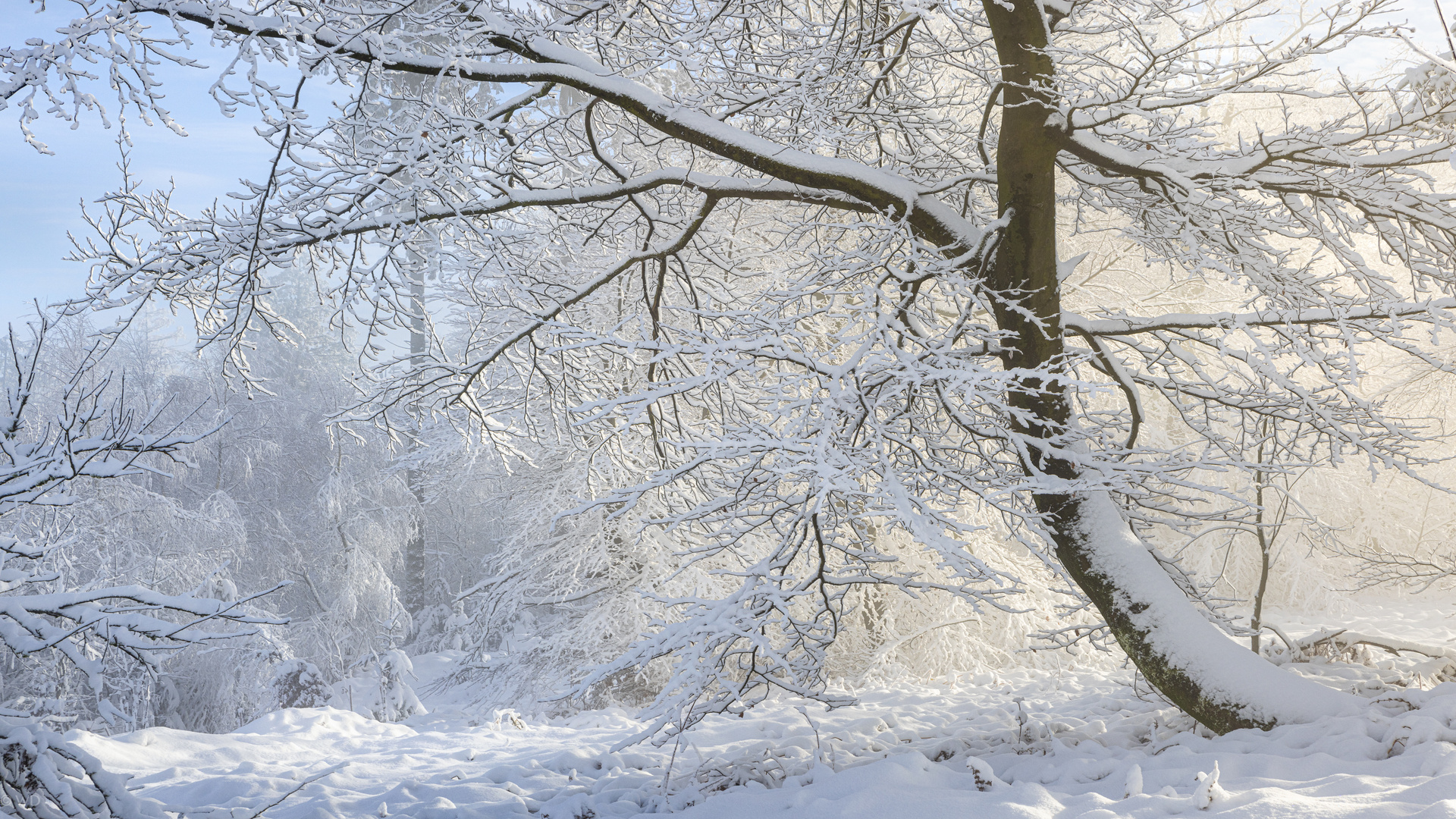 Mit Schnee umhüllt...