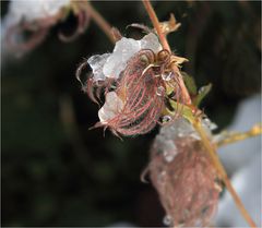 mit Schnee verziert